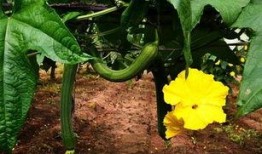 丝瓜爆料最新,揭秘娱乐圈最新热点事件