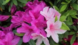 杜鹃花落 最新爆料,揭秘最新爆料背后的惊人真相